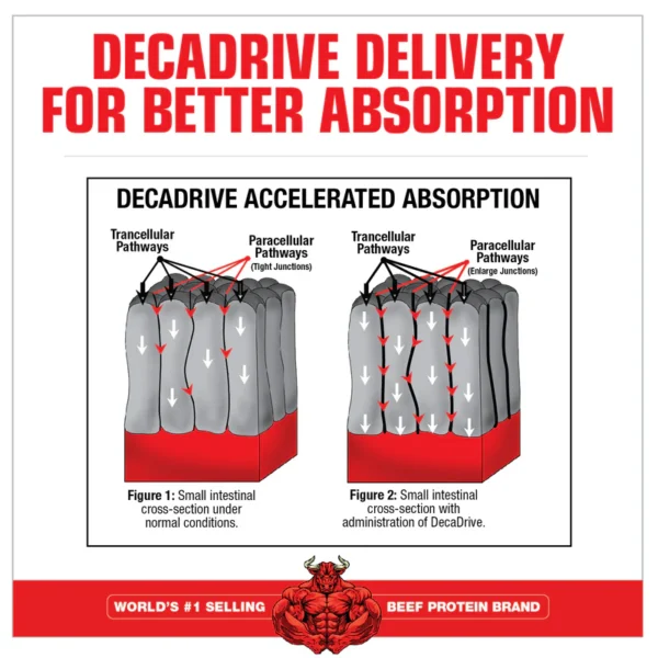 "Creatine Decanate" Kreatino Dekanatas ATP 'MuscleMeds' (300g) - Image 3